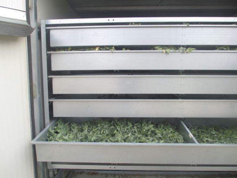 herbs and spices production