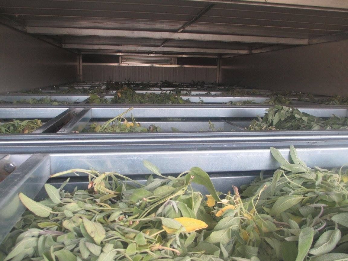 aromatic herbs production