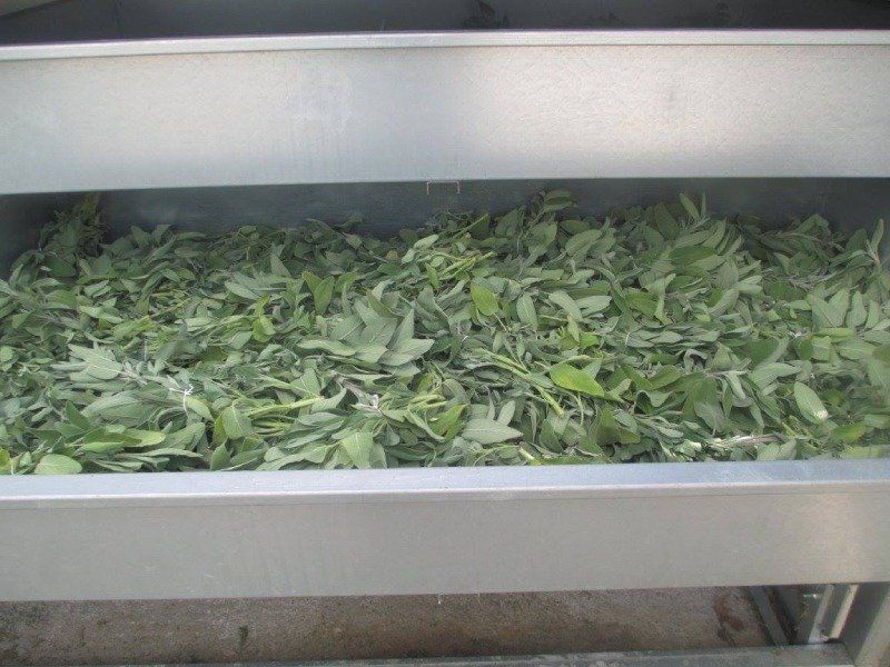 dried herbs production