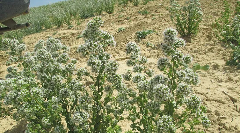 dried kitchen herbs for sale