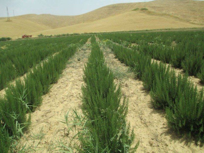 coltivazione biologica erbe aromatiche