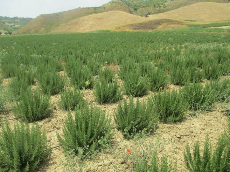 piantagione di rosmarino