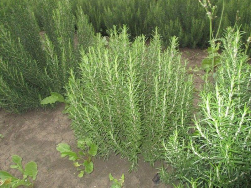piante di rosmarino coltivate in modo biologico