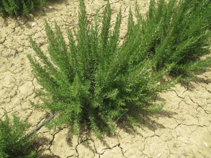 piante di rosmarino bio
