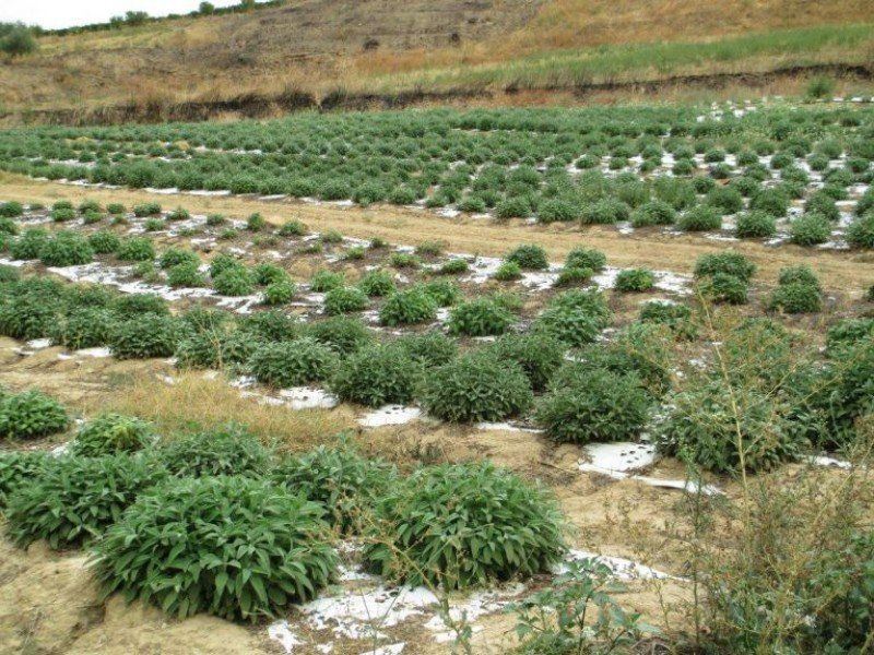 piante di erbe aromatiche e rosmarino