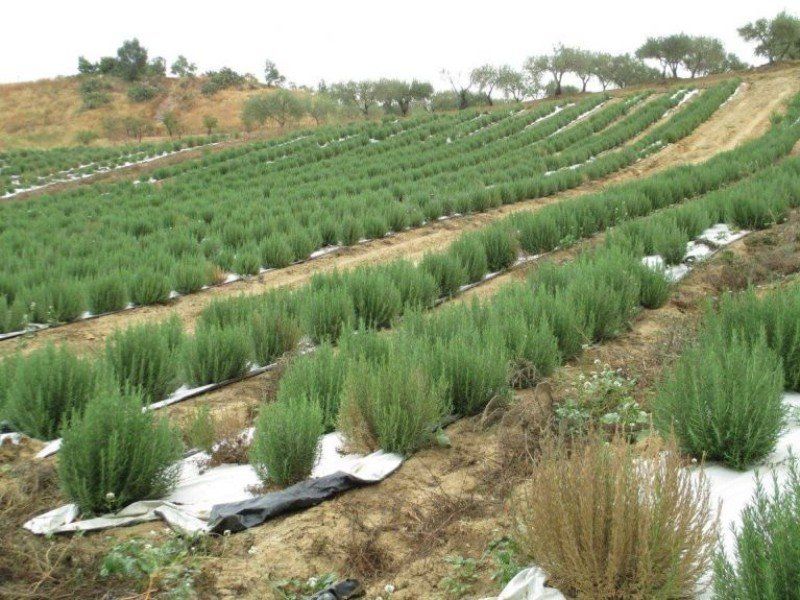 piante di erbe aromatiche