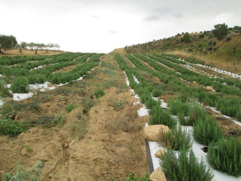 azienda di coltivazione biologica erbe e aromi