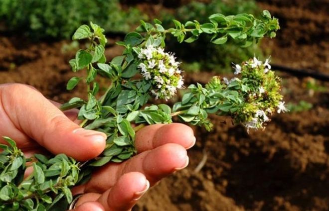 organic home-grown herbs