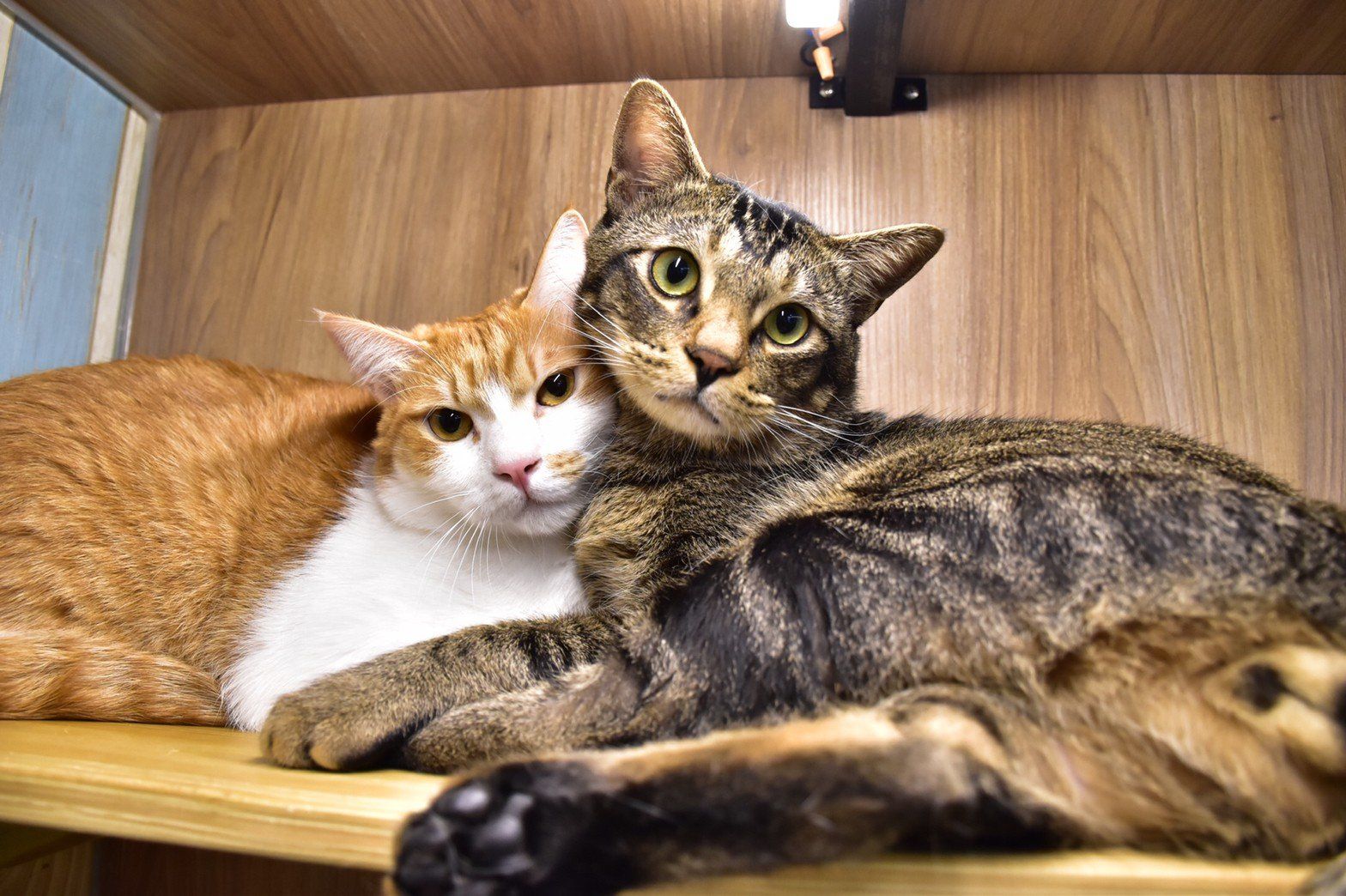 板橋區寵物旅館/板橋區貓咪住宿