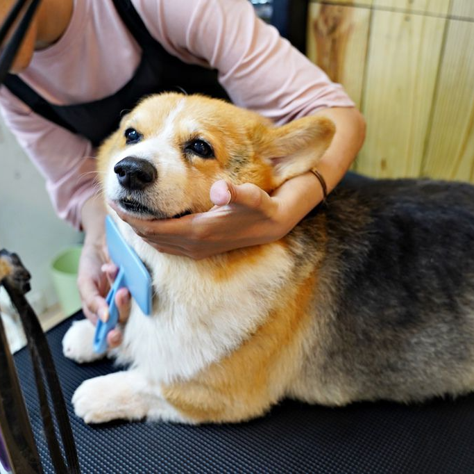 狗狗精緻沐浴 Pig House豬窩中和寵物美容 住宿 貓狗美容 寵物精緻沐浴 寵物旅館 貓狗住宿