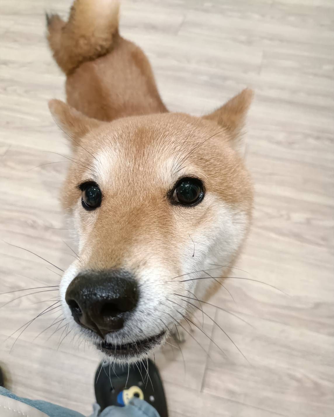 板橋寵物住宿/寵物旅館/狗狗住宿/貓咪住宿/柴犬