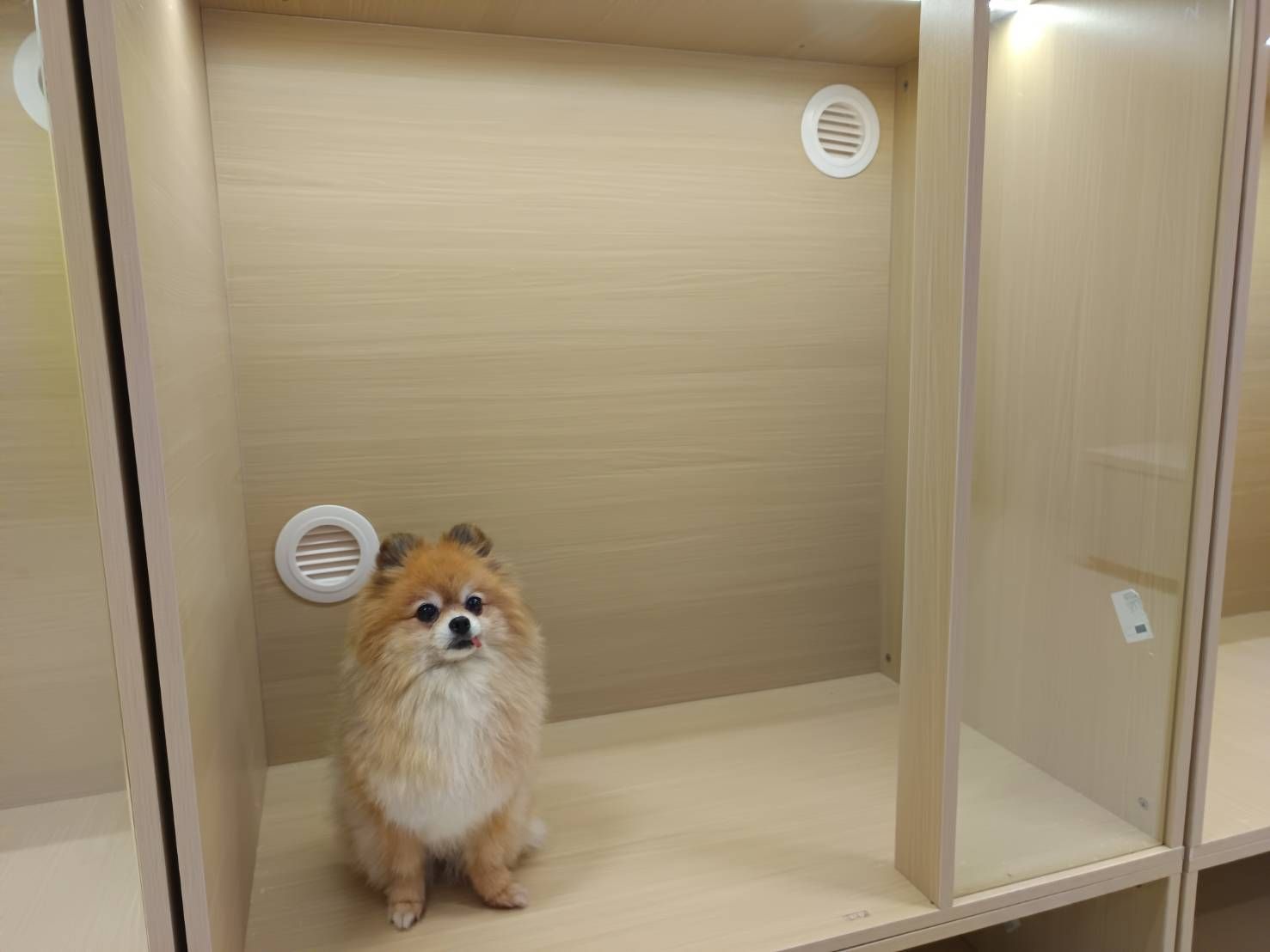 土城區寵物住宿/寵物旅館/寶妮