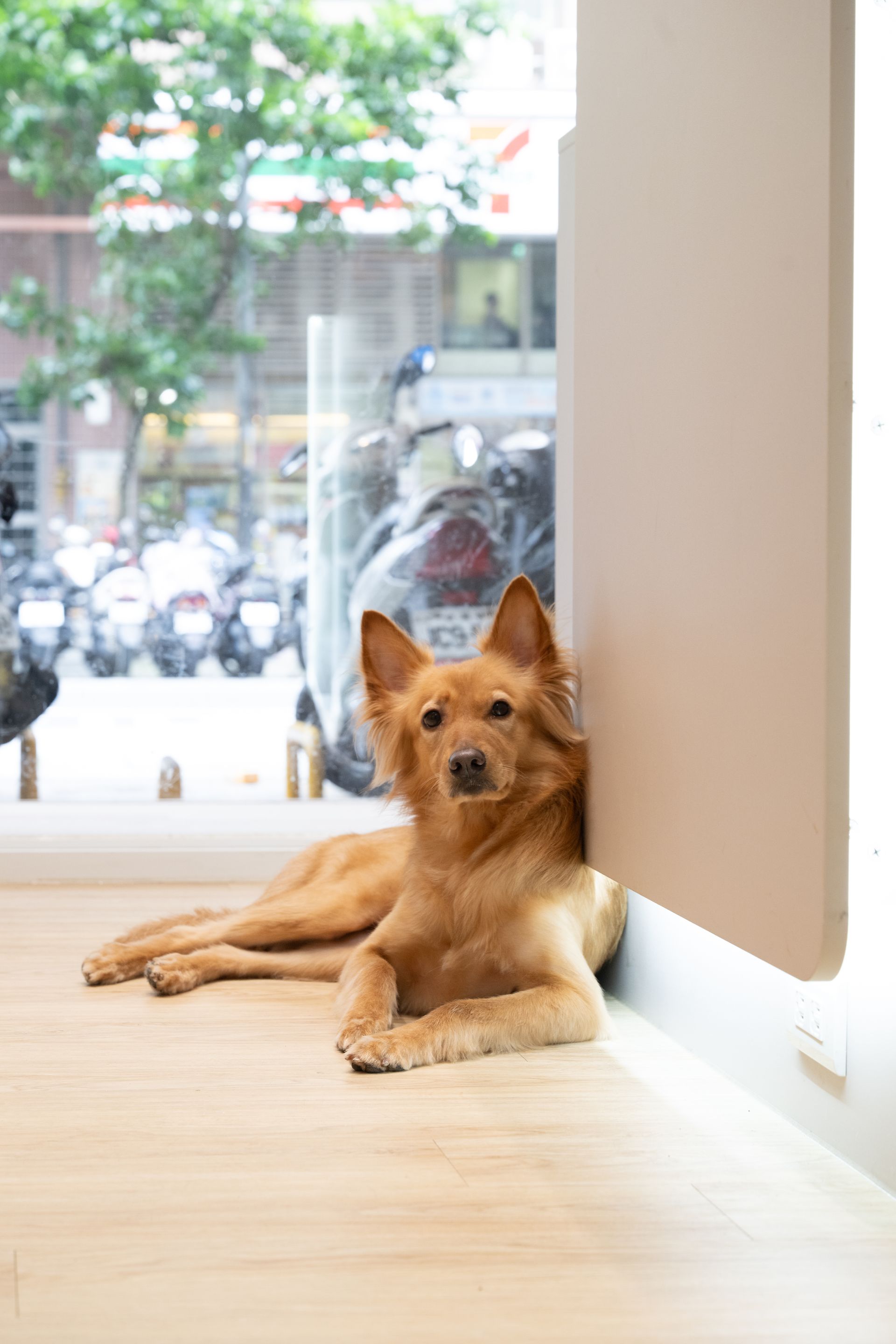 金棕色的狗懶洋洋地躺在窗邊，看著觀眾。