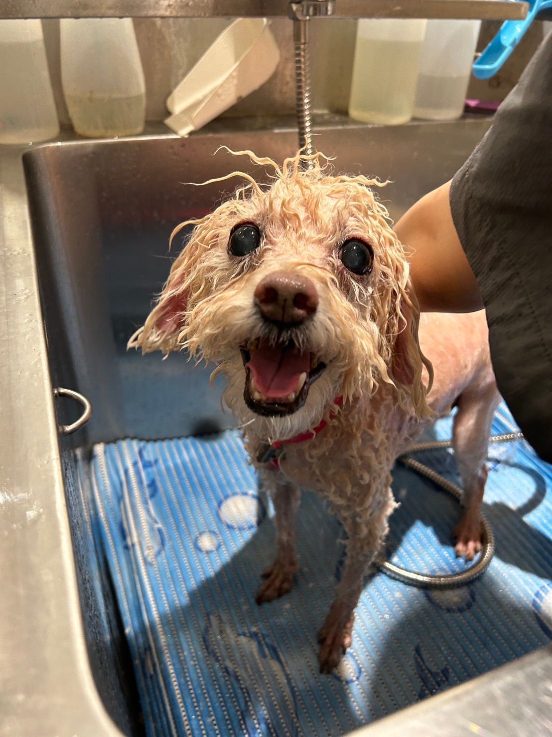 寵物住宿/住宿規則/狗狗洗澡