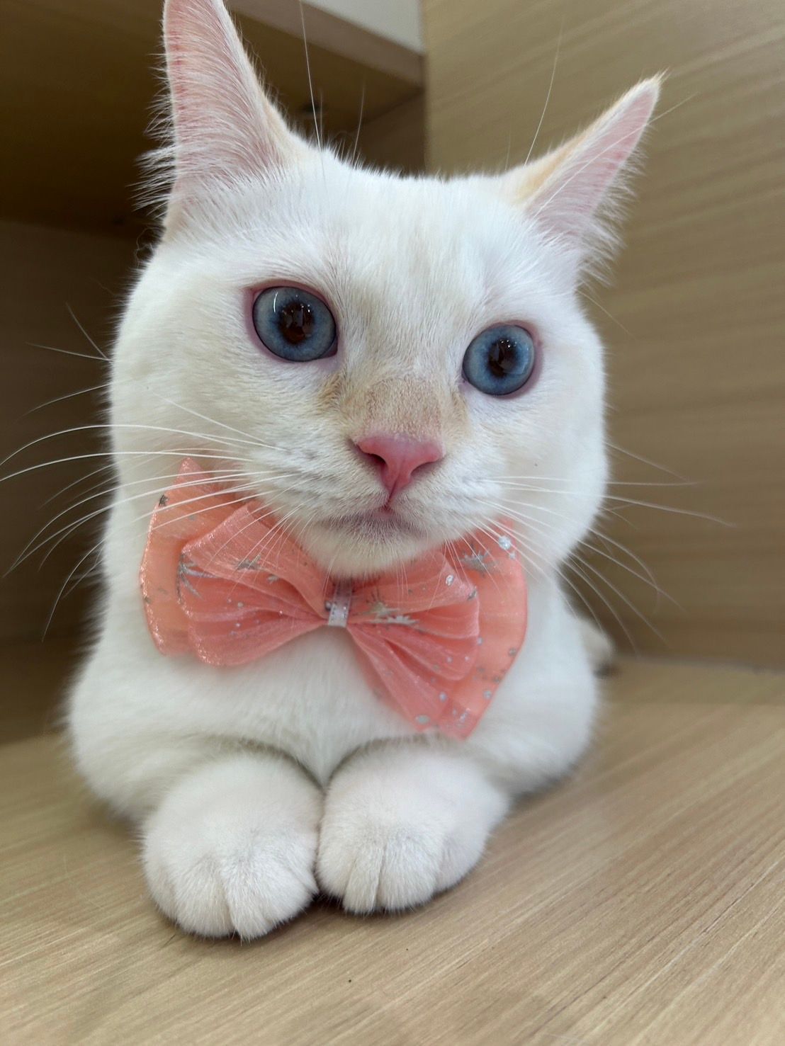 寵物住宿/住宿規則