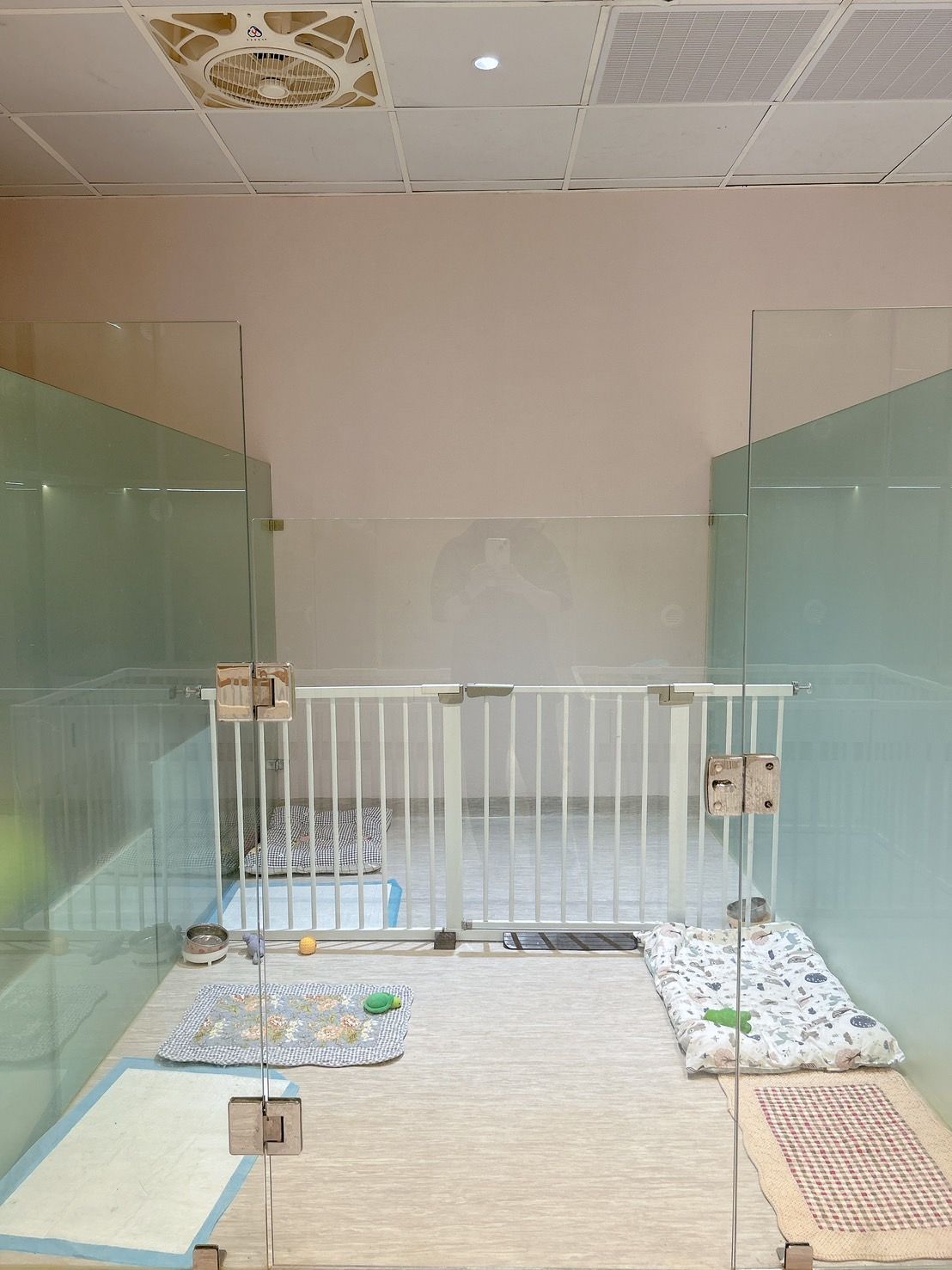 土城區寵物美容/寵物旅館/寵物住宿/豬窩寵物美容旅館住宿/貓咪住宿