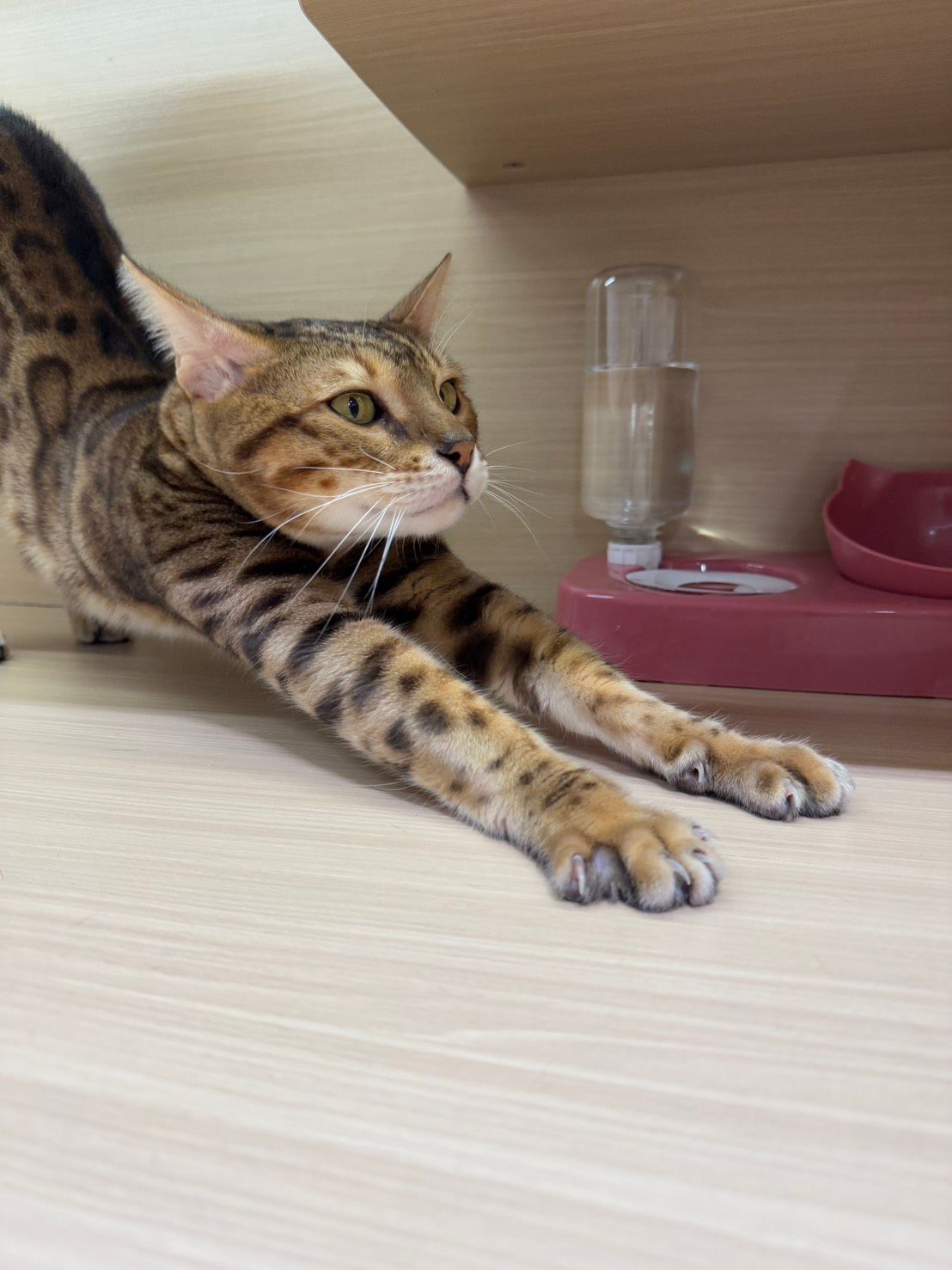 孟加拉貓在淺色木質表面上伸展身體,看向一邊。