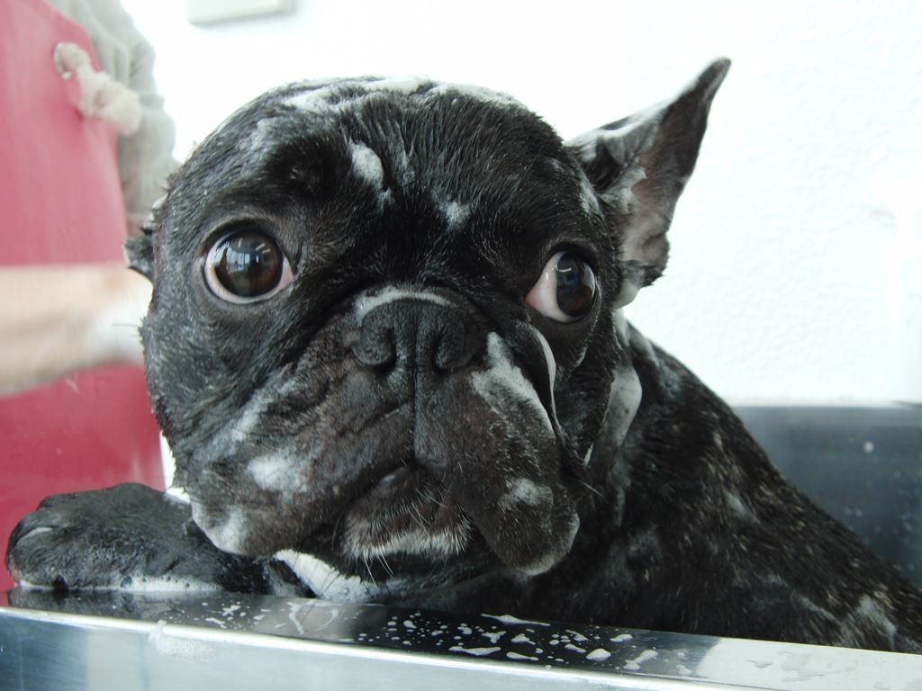 狗狗精緻沐浴-PIG HOUSE豬窩寵物美容、住宿| 貓狗美容 | 寵物精緻沐浴