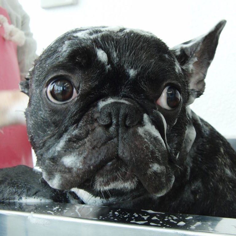 狗狗精緻沐浴 Pig House豬窩中和寵物美容 住宿 貓狗美容 寵物精緻沐浴 寵物旅館 貓狗住宿 狗狗精緻沐浴 Pig House豬窩中和寵物美容 住宿 貓狗美容 寵物精緻沐浴 寵物旅館 貓狗住宿