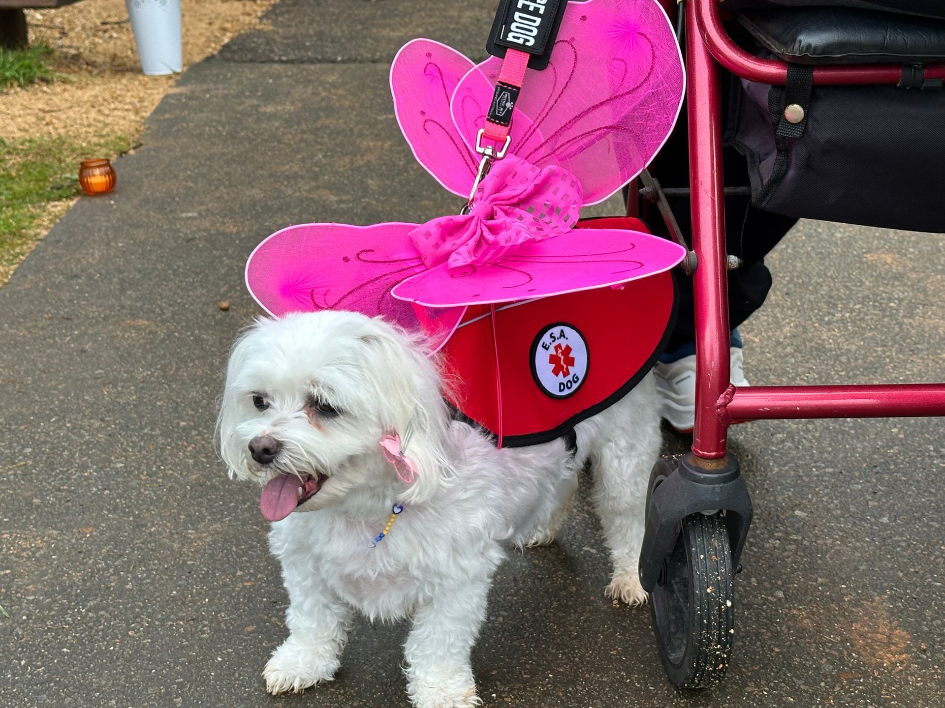 Man and young person on a park bench looking at a tablet, smiling.