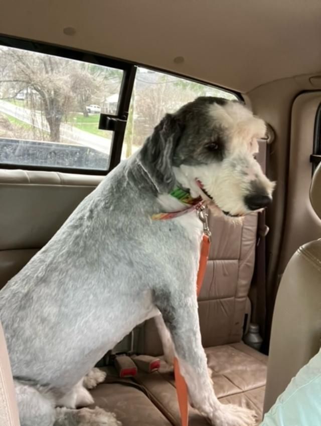 A dog is sitting in the back seat of a car.