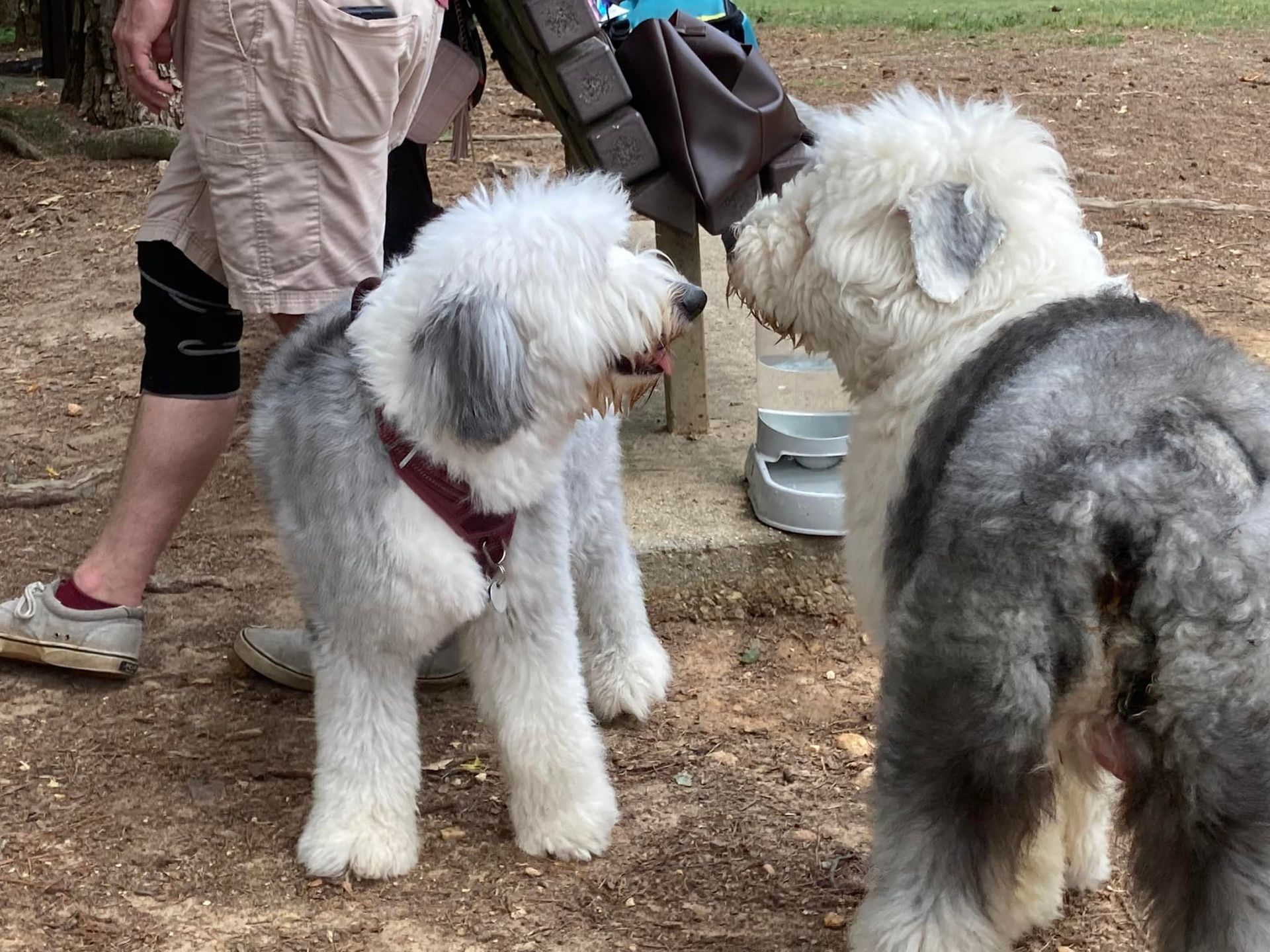 Two dogs are standing next to each other and looking at each other.