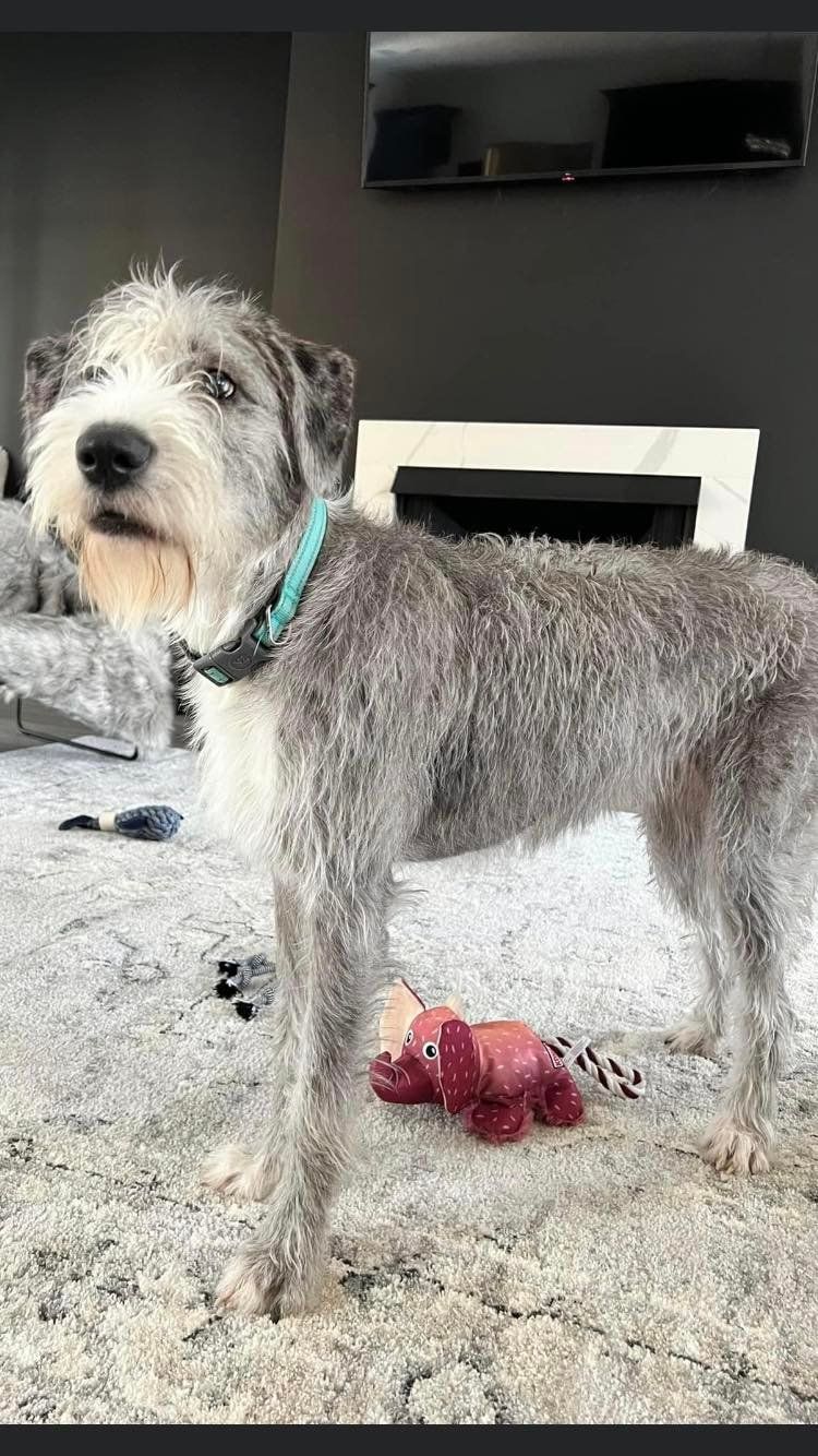 A small gray and white dog is standing on a carpet next to a red toy.