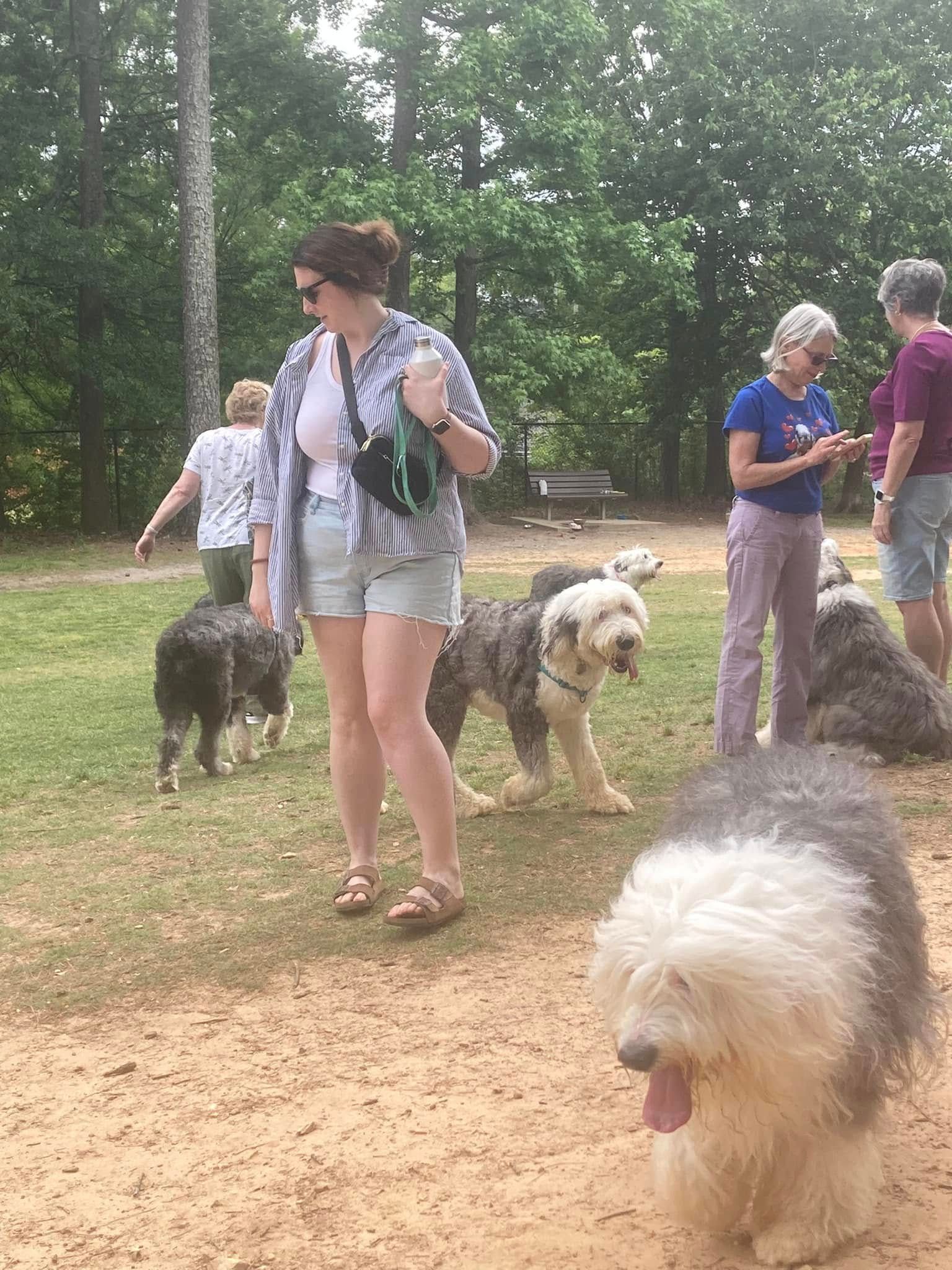 A woman is standing next to a group of dogs in a park.