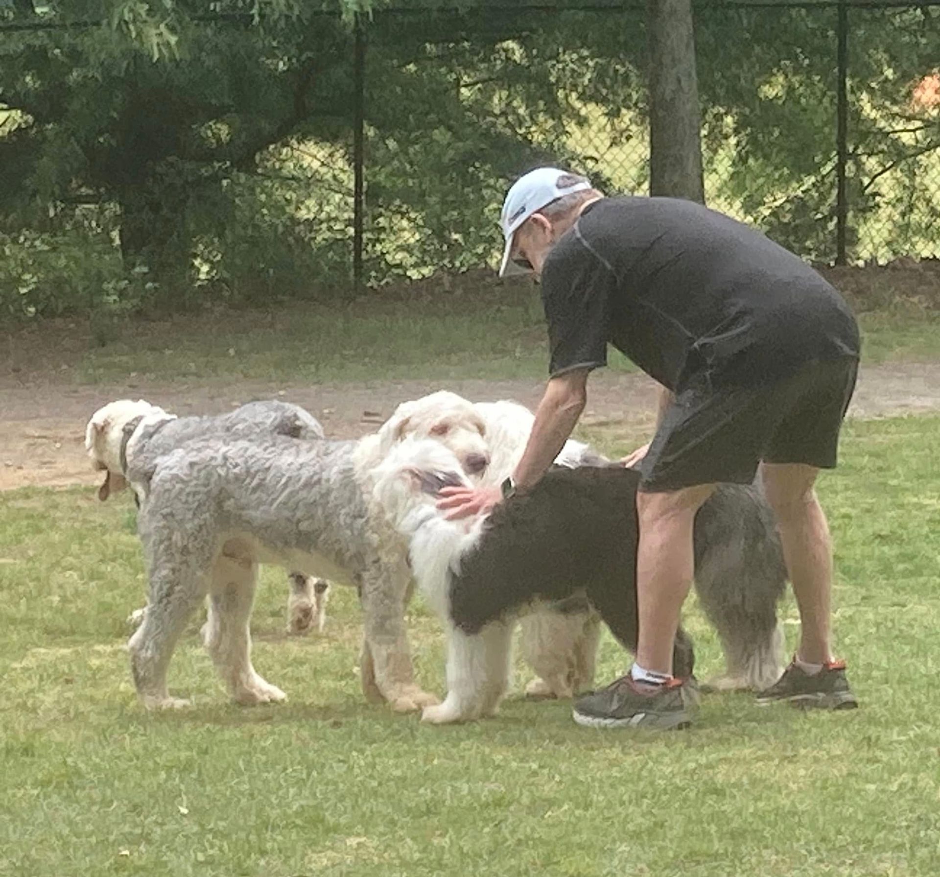 A man is petting two dogs in a park.