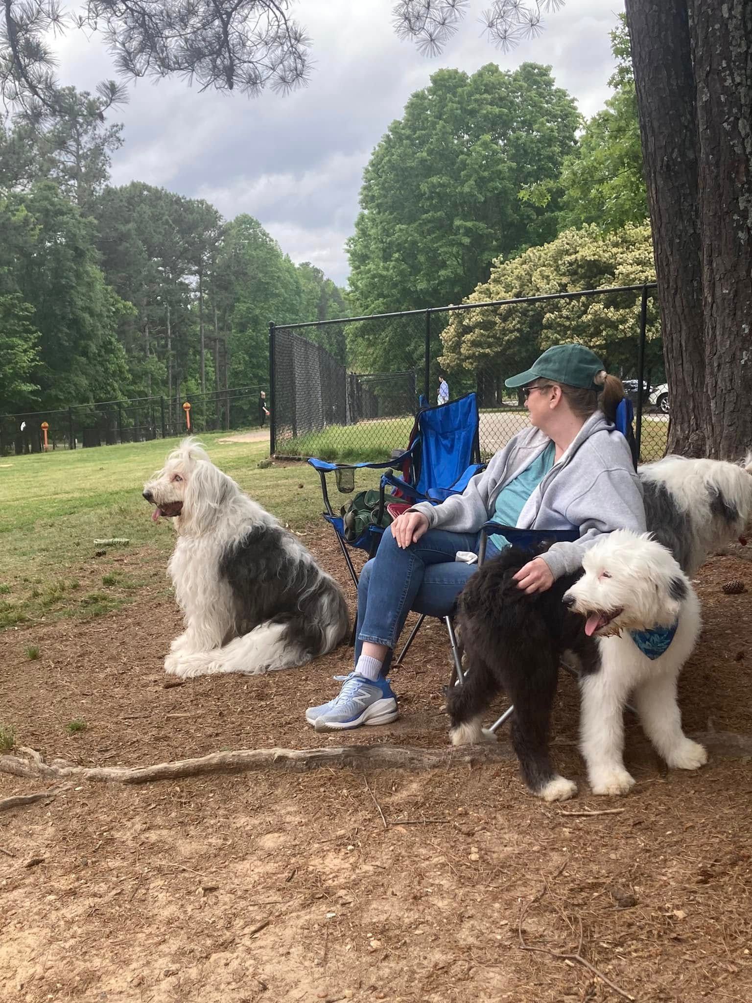 A woman is sitting in a chair with two dogs in a park.