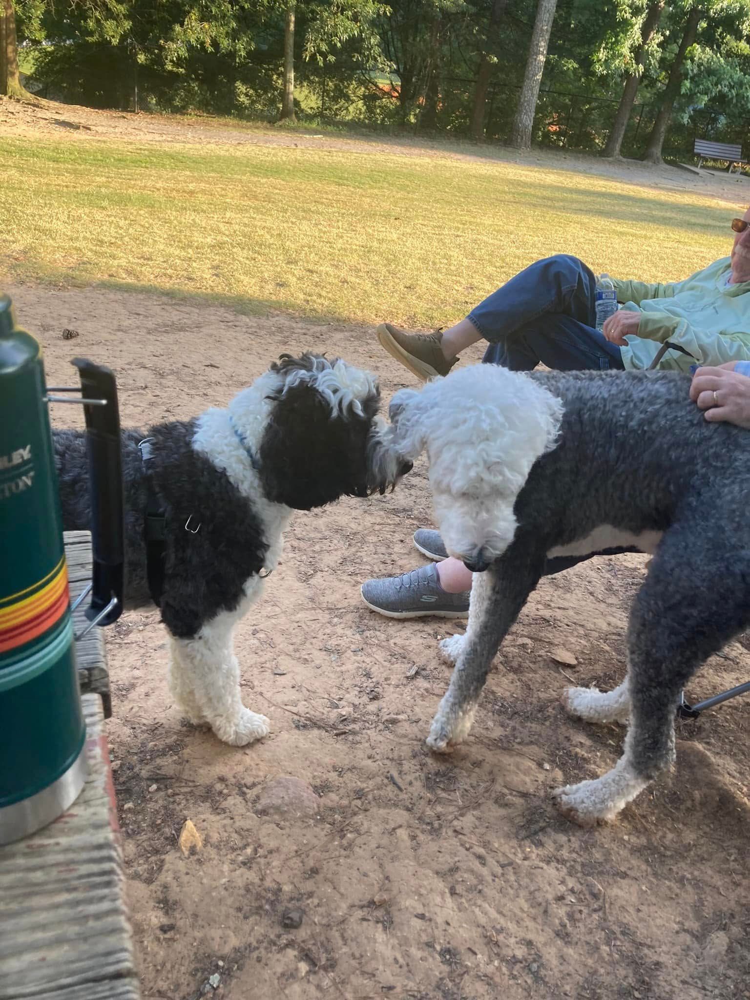 Two dogs are standing next to each other in the dirt.
