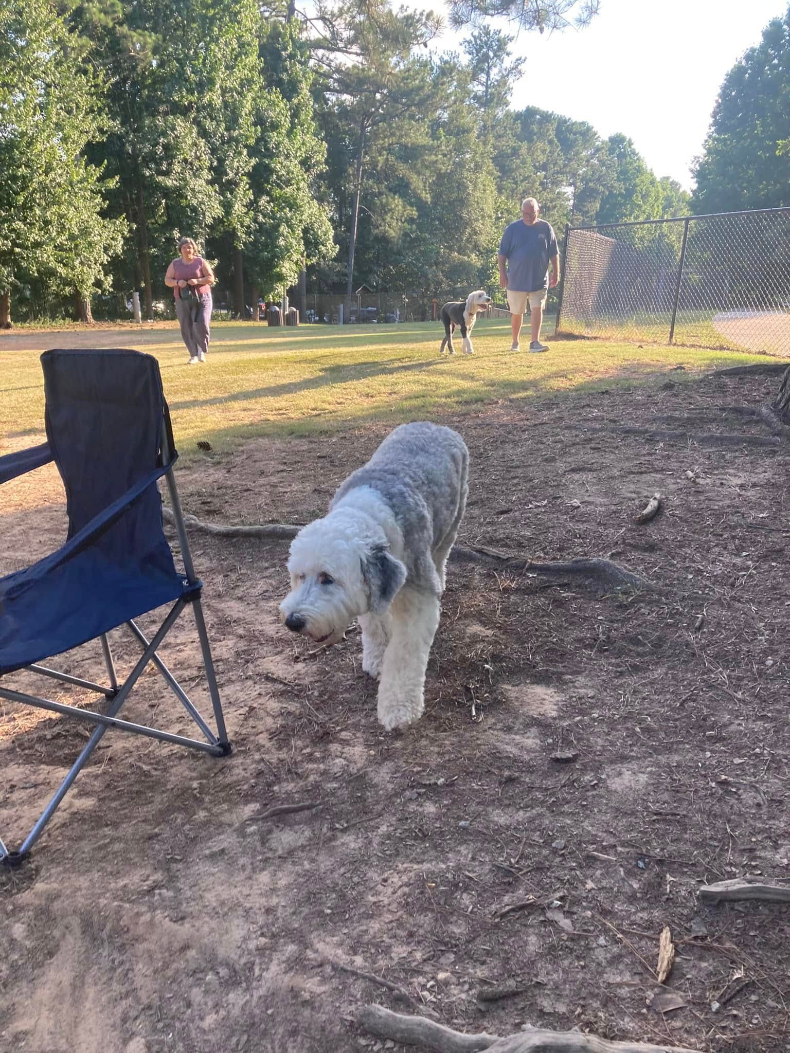 A dog is standing in the dirt next to a chair in a park.