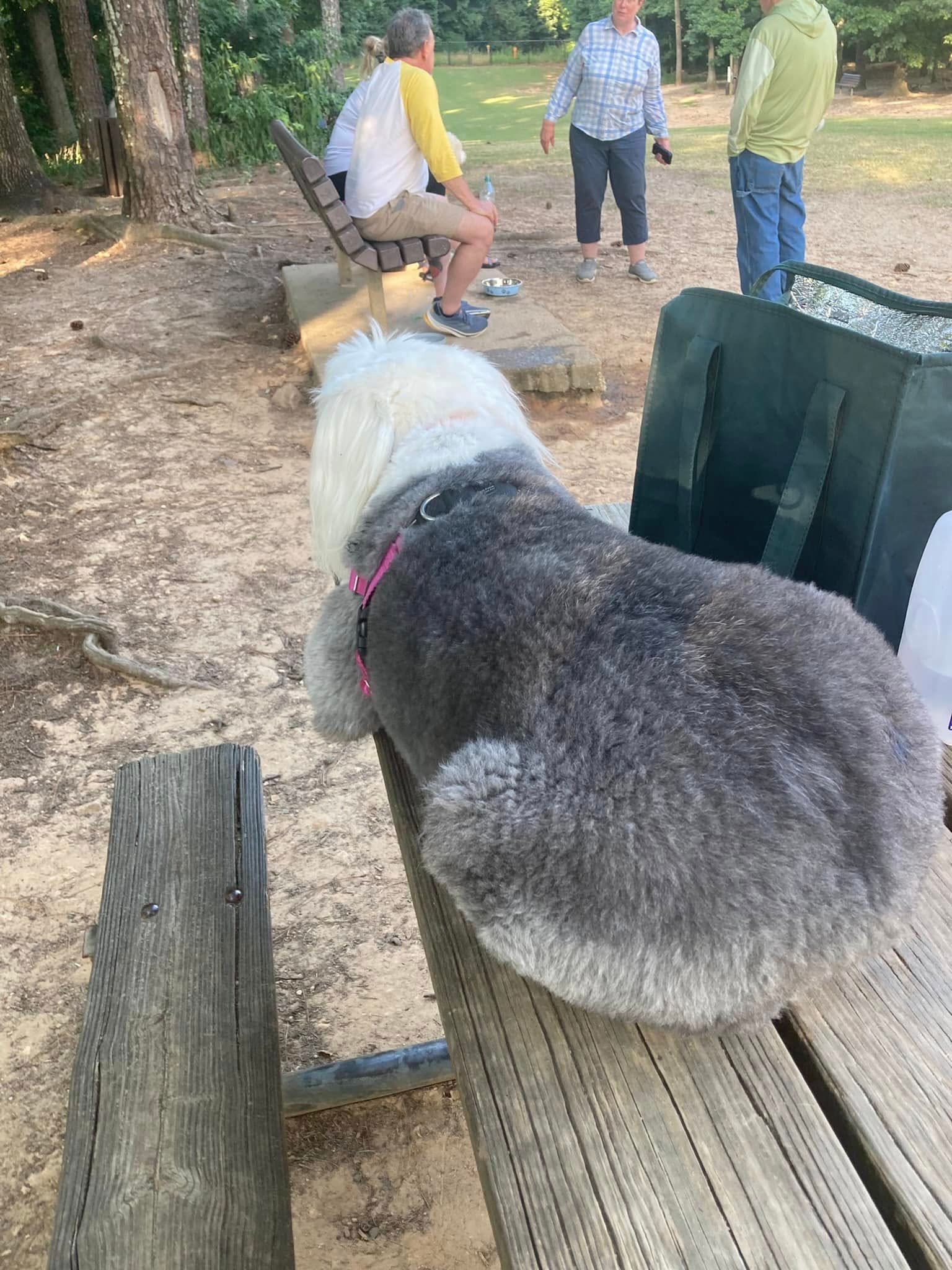 A dog is laying on a picnic table in a park.