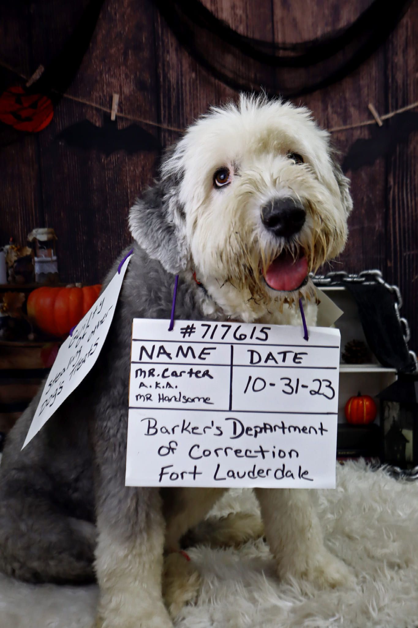 A dog is wearing a halloween costume and holding a sign.