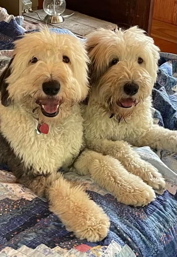Two dogs are laying next to each other on a bed.