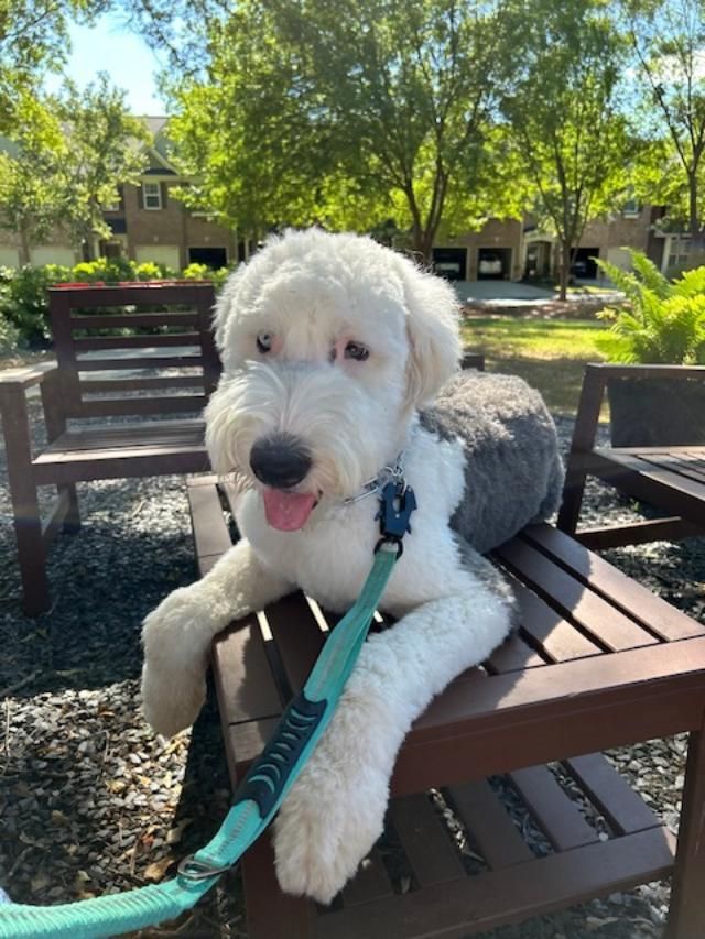 A small white dog is laying on a wooden bench with a leash.