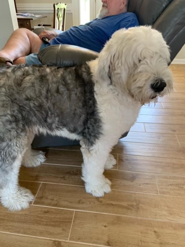 A man is sitting in a chair with a dog standing next to him
