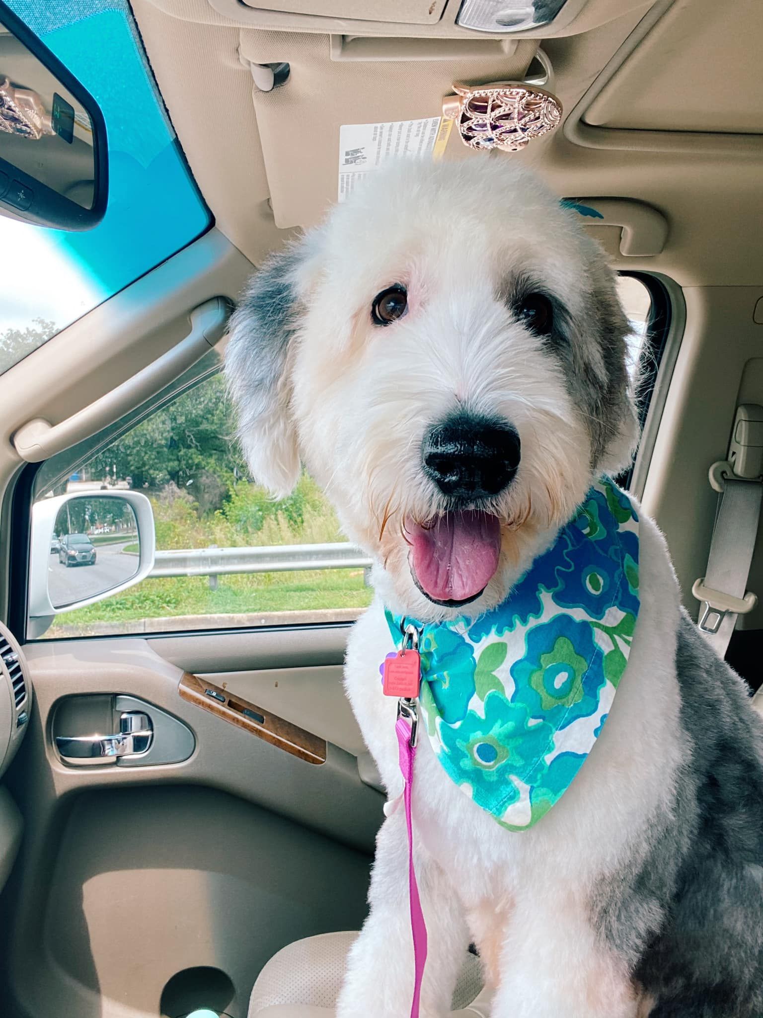A dog wearing a bandana is sitting in the back seat of a car.