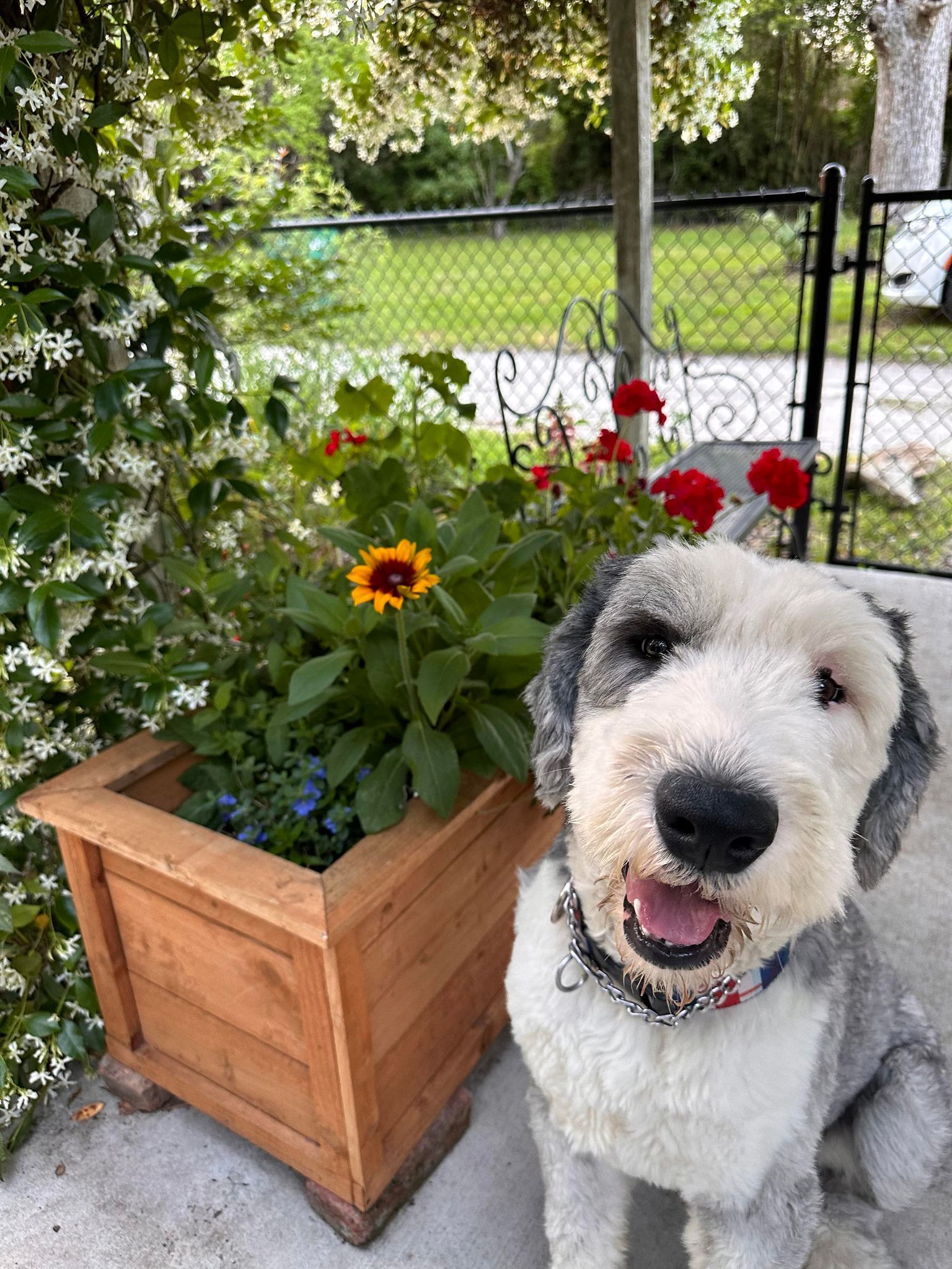 A dog is sitting next to a wooden planter filled with flowers.