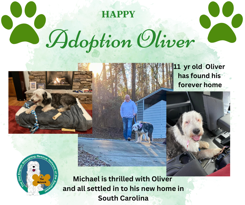A collage of pictures of a dog named oliver.