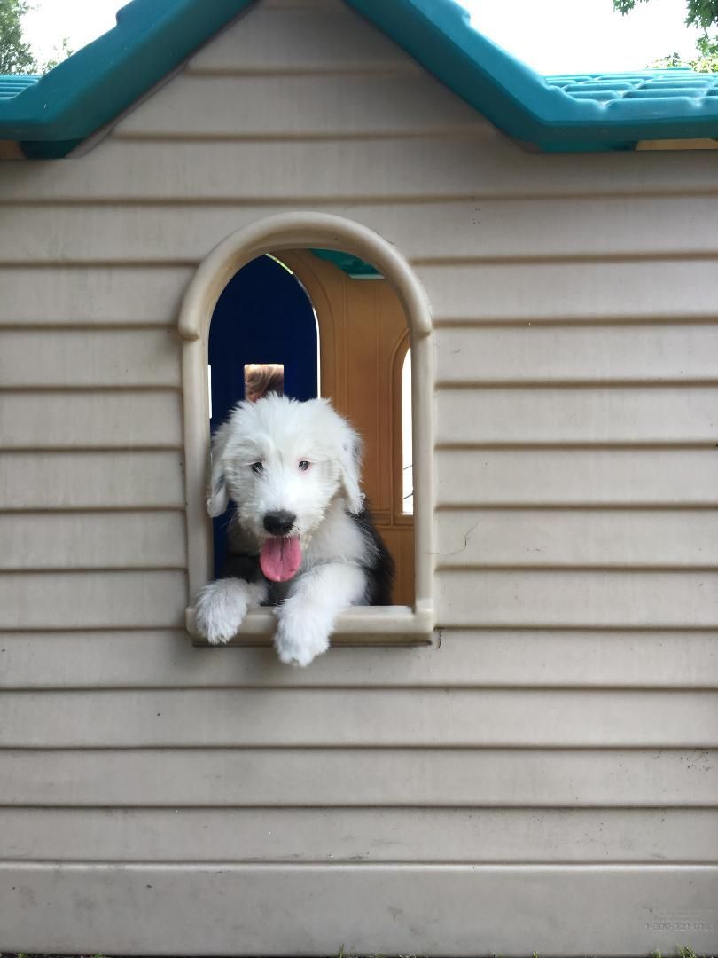 A white dog is looking out of a doghouse window