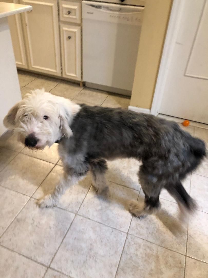 A small dog is standing on a tiled floor in a kitchen.