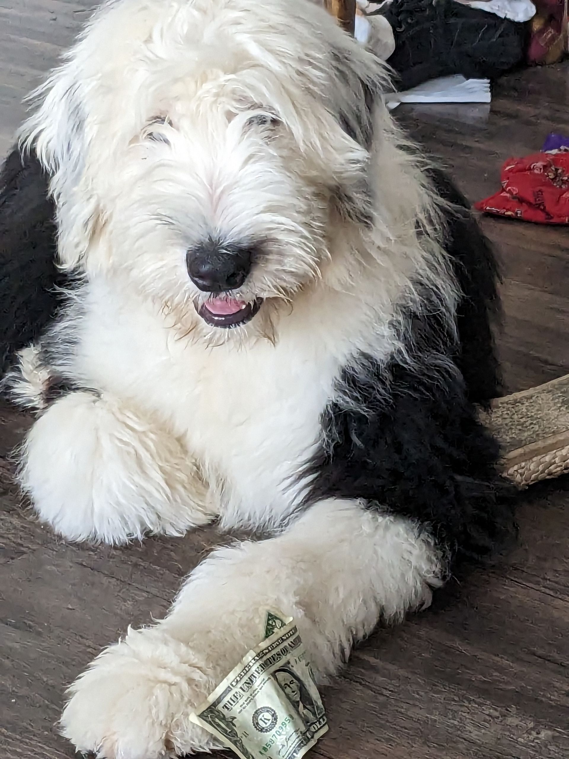 A black and white dog is laying on the floor with a dollar bill in its paw.
