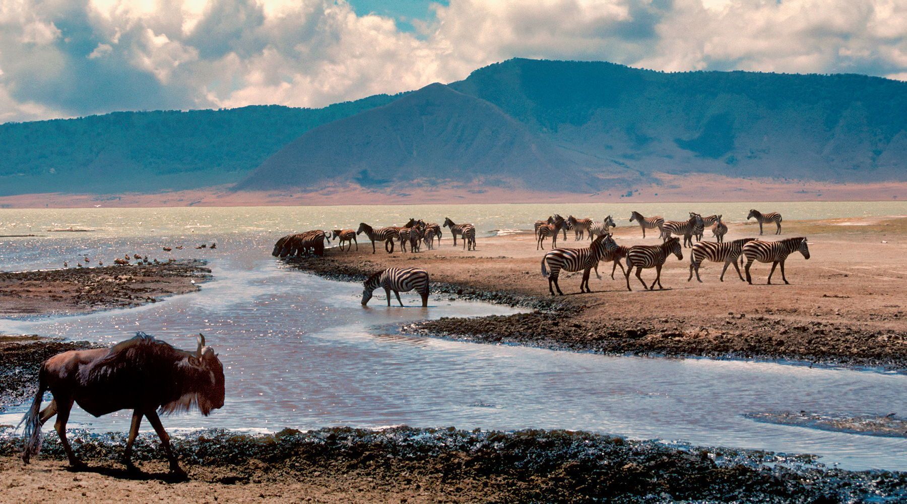A herd of zebras are drinking water from a river.