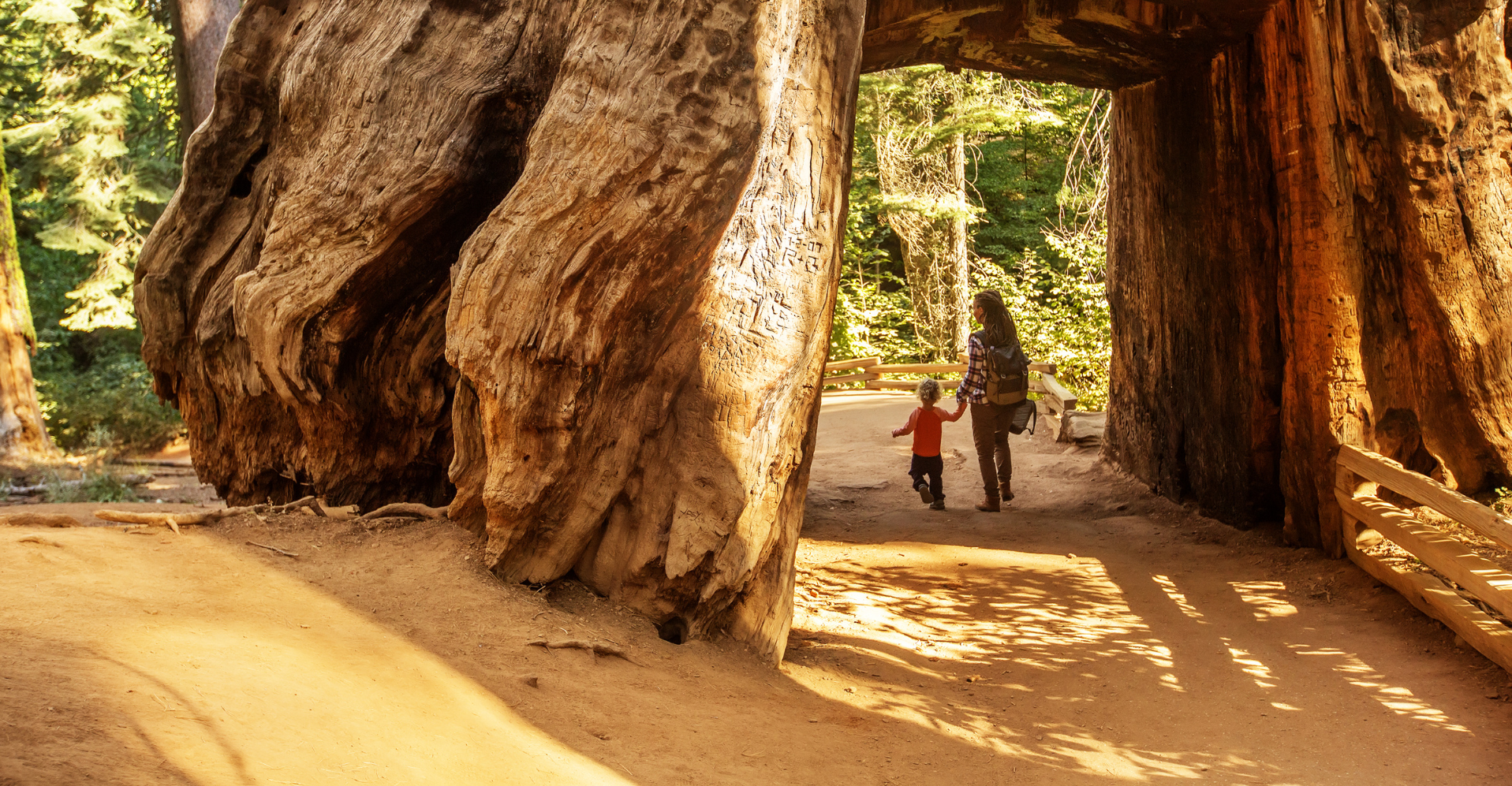 A man and a child are walking through a tunnel of trees.