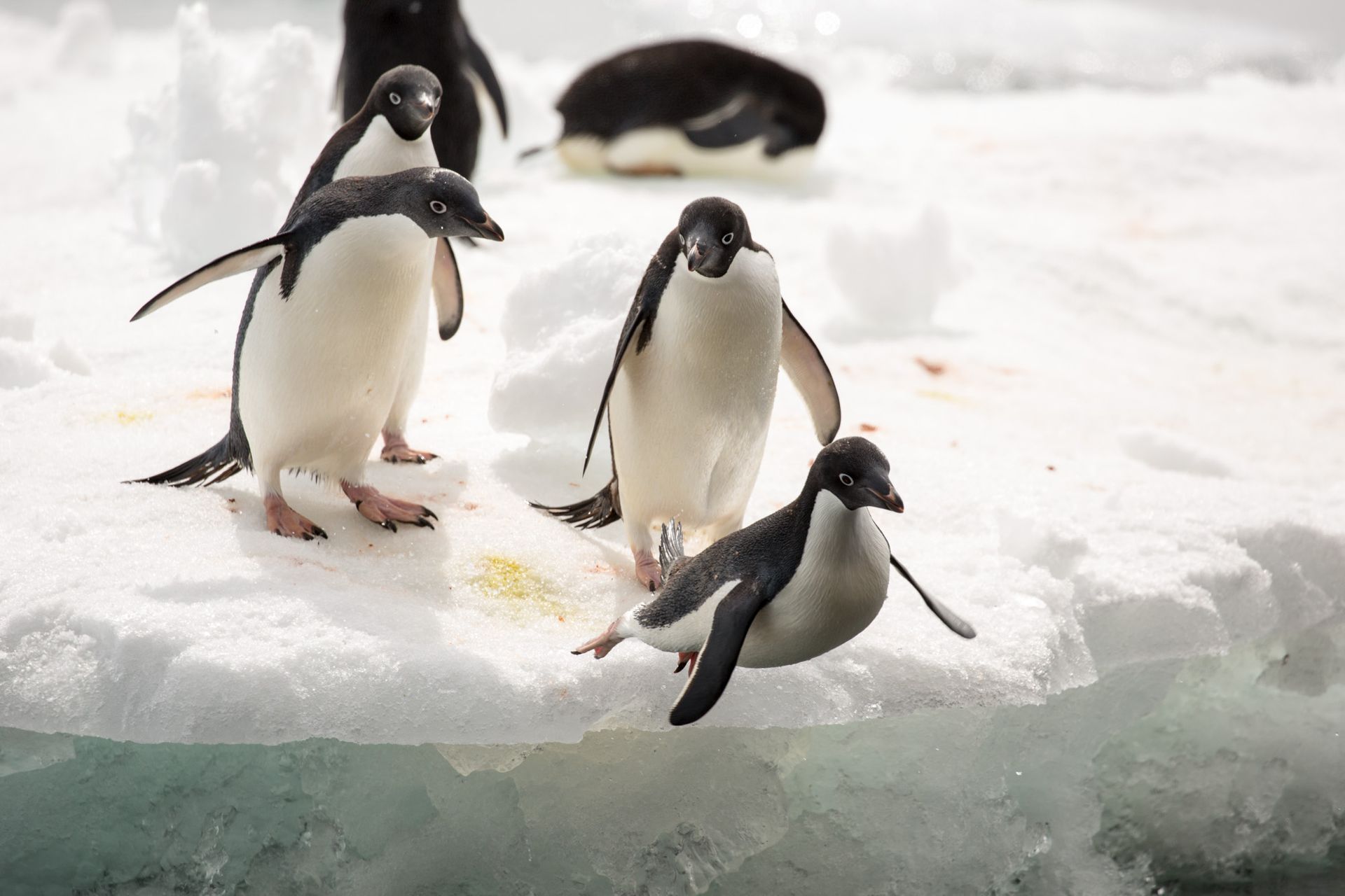 A group of penguins are standing on a piece of ice.
