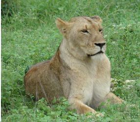 A lioness is laying in the grass looking at the camera.