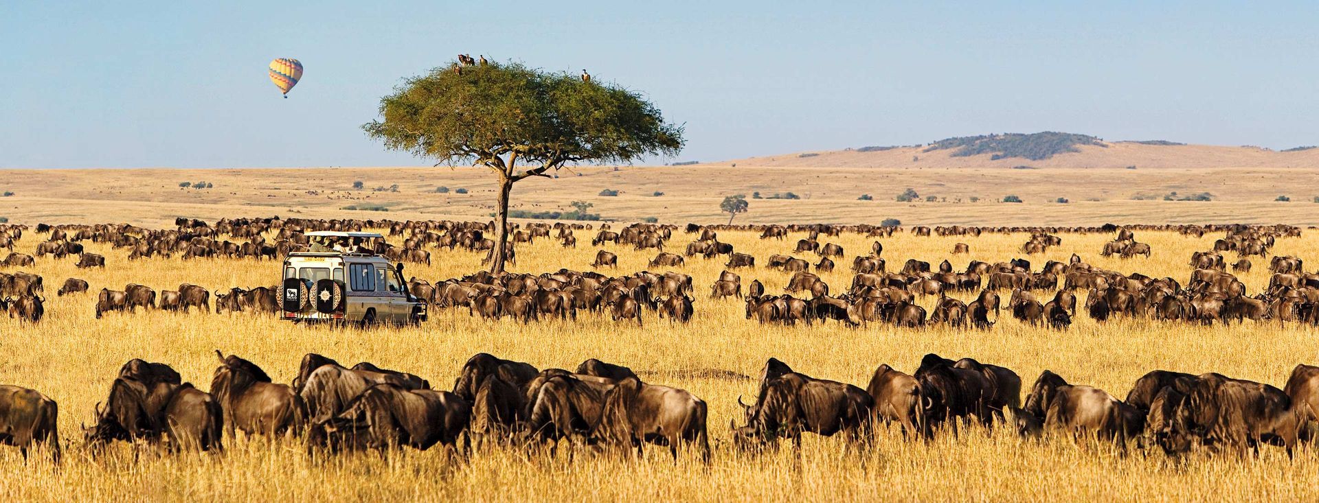 A hot air balloon is flying over a field of animals