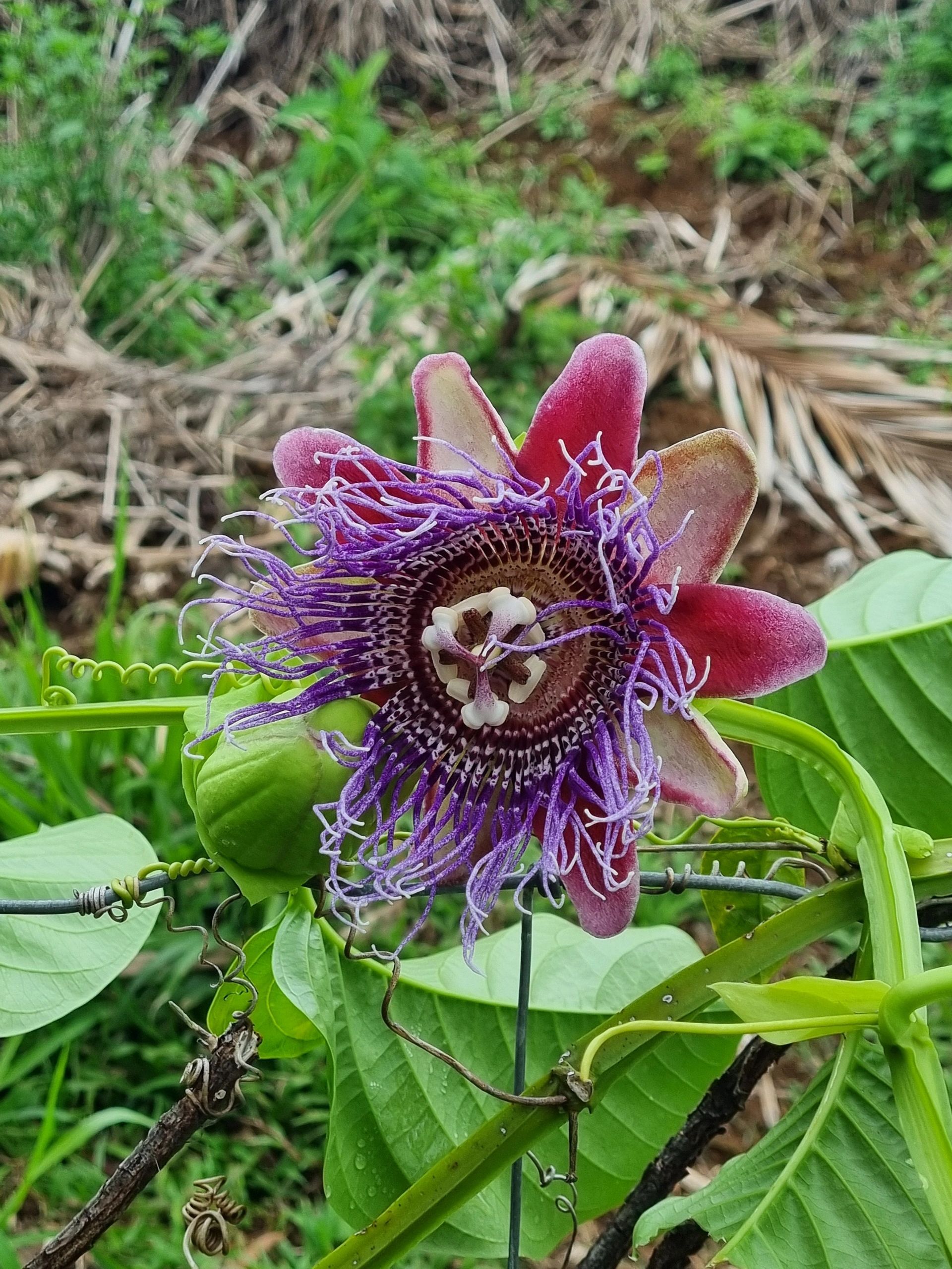 Purple and red passion flower with intricate fringe and surrounding green foliage.