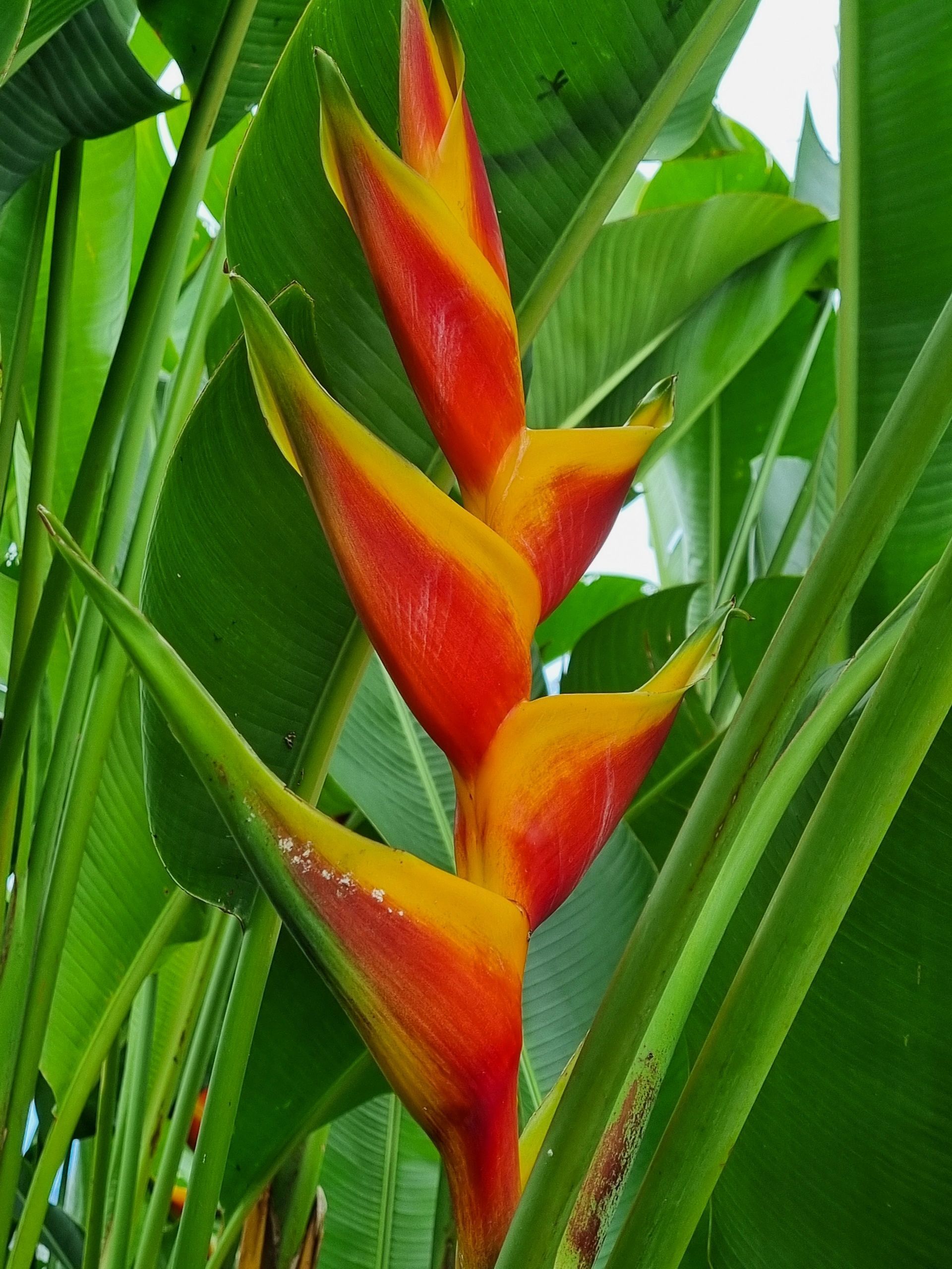 Yellow, orange, and red heliconia flower with green leaves.